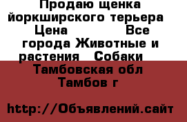 Продаю щенка йоркширского терьера  › Цена ­ 20 000 - Все города Животные и растения » Собаки   . Тамбовская обл.,Тамбов г.